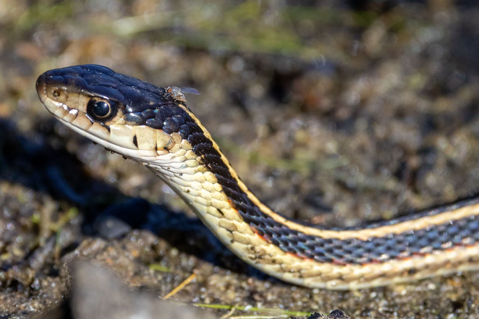 Close-up of a garter snake raising its head off the wet ground, a small fly perched on top of its head