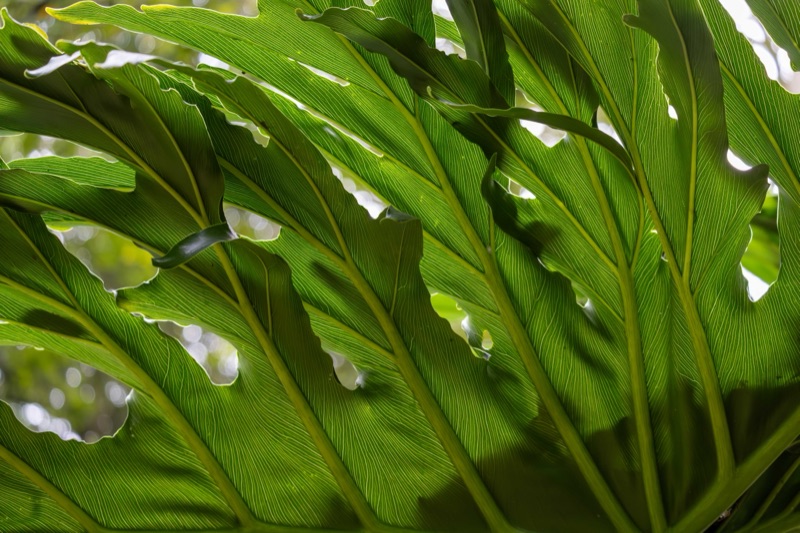 Backlit fern fronds