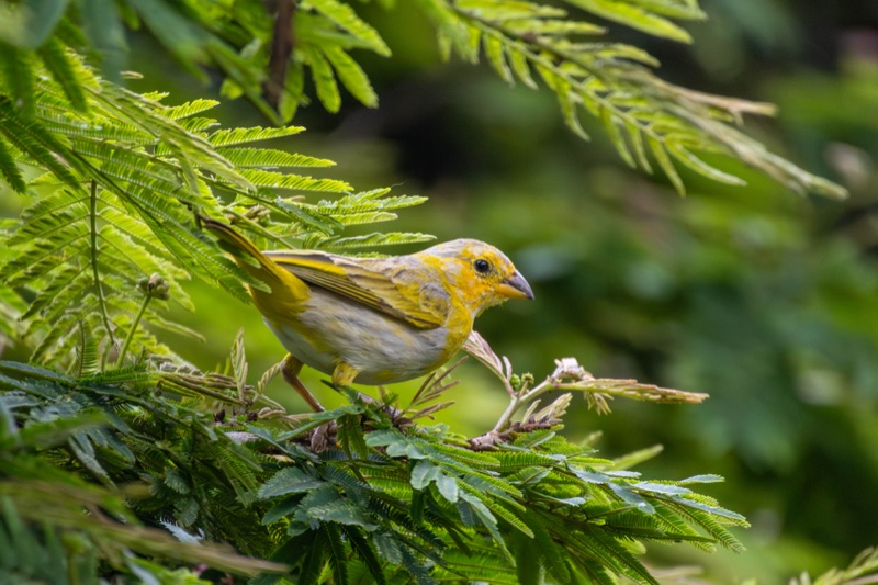 Saffron finch perched in a tropical tree