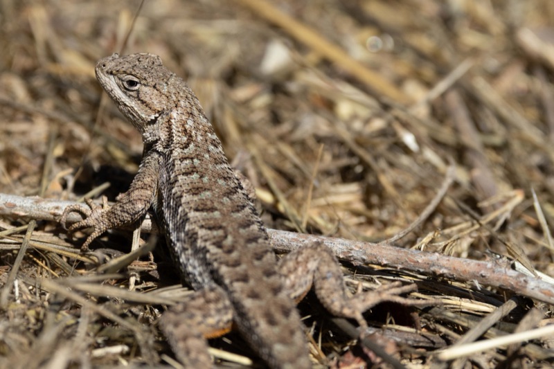 Western fence lizard sunning on dry grass