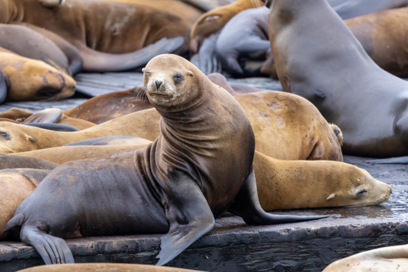 Sea lions hauled out on a dock, one looking at the camera