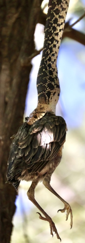 Snake hanging from a tree branch with a bird in its jaws